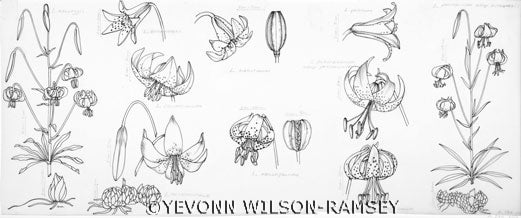 Detail of lilies. Image source: Flora of North America: North of Mexico. Vol. 26, Oxford University Press, 2002, p. 184, pl. 24a. 