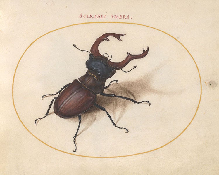 Stag beetle, after Albrecht Dürer, watercolor and gouache on vellum, by Joris Hoefnagel, The Four Elements, Aier volume, 1575-1600, National Gallery of Art, Washington (nga.gov)
