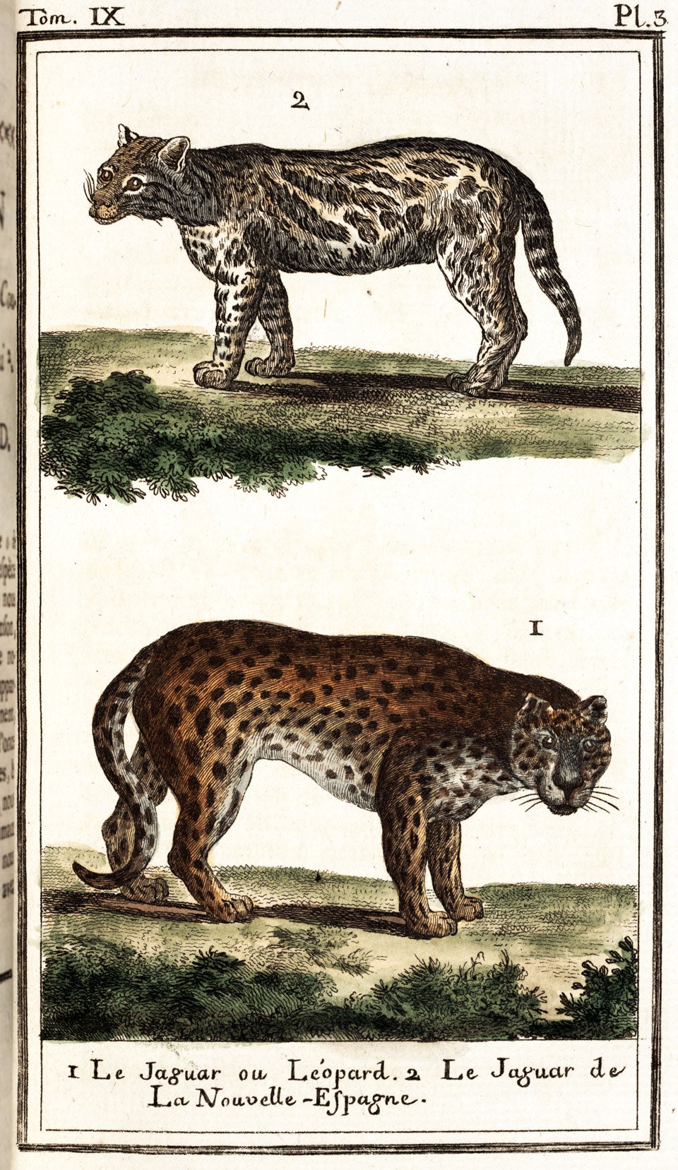 Jaguars. Image source: Buffon, Georges Louis Leclerc. Histoire naturelle, générale et particuliere. Pt. 2: Quadrupeds, vol. 9, Deux-Ponts: Sanson, 1785, pl. 3.