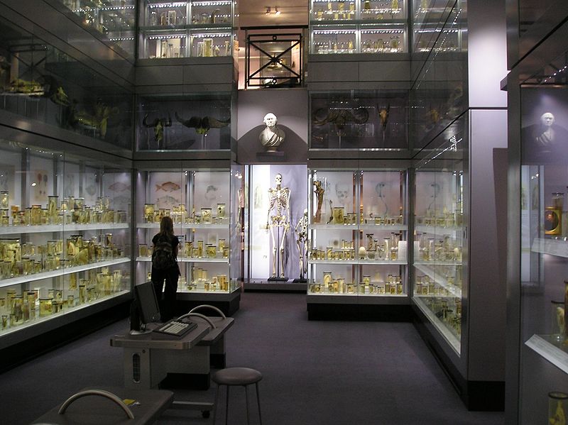 Hunterian Museum interior, modern photograph (Wikipedia)