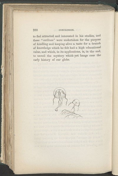 Two jellyfish, tailpiece by Edward Forbes, The Natural History of the European Seas, by Edward Forbes and Robert Godwin-Austen, 1859 (Linda Hall Library)
