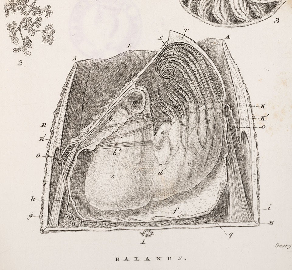 Anatomy of a barnacle (detail). Image source: Darwin, Charles. A Monograph on the Sub-Class Cirripedia. Vol. 2, London: Ray society, 1854, pl. 25.