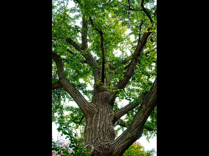 Image from the Missouri Botanical Garden