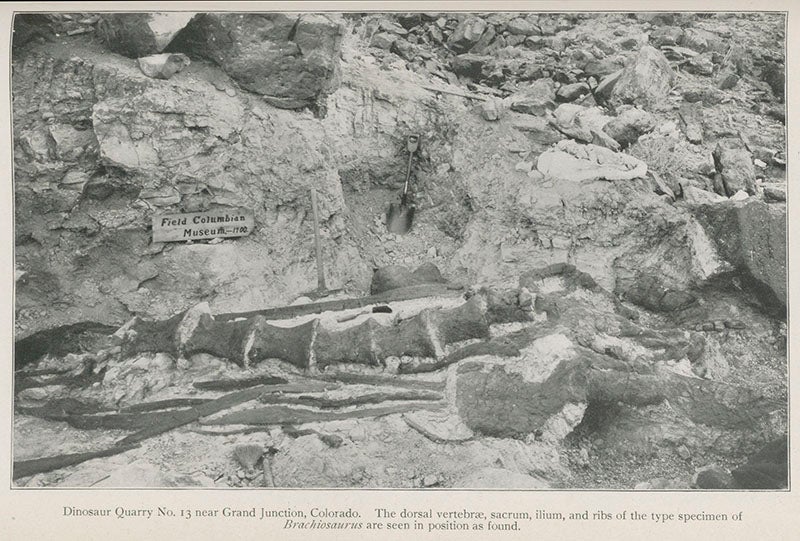 <i>Brachiosaurus</i> vertebrae <i>in situ</i> in Quarry 13 near Grand Junction, Co., photograph, from article by Elmer Riggs in <i>Field Columbian Museum, Publications, Geological series</i>, vol. 2, 1904 (Linda Hall Library)