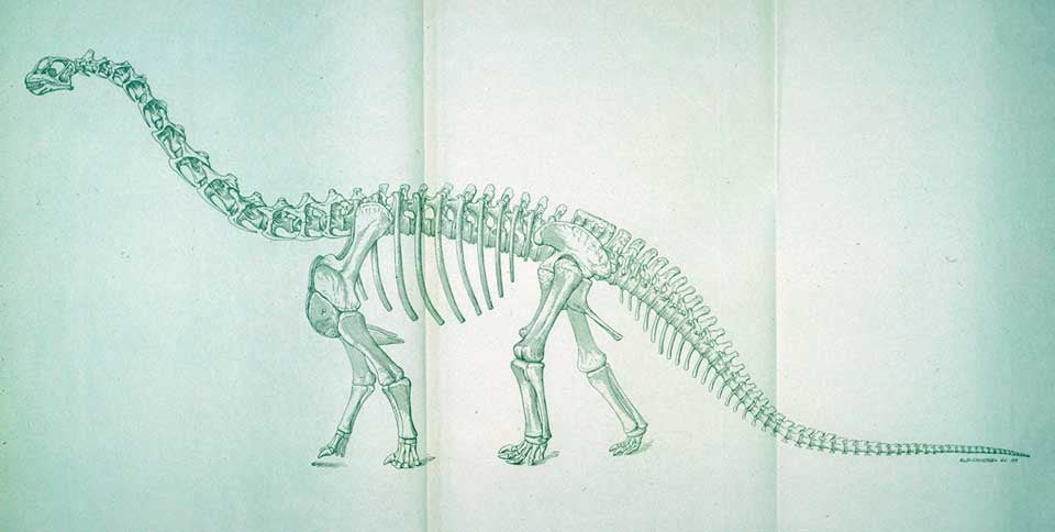 Reconstruction of Camarasaurus. This work was on display in the original exhibition as item 39. Image source: Osborn, Henry Fairfield; Mook, Charles Craig. "Camarasaurus, Amphicoelias, and other sauropods of Cope," in: Memoirs of the American Museum of Natural History, new series, vol. 3 (1921), part 3, pl. 84.