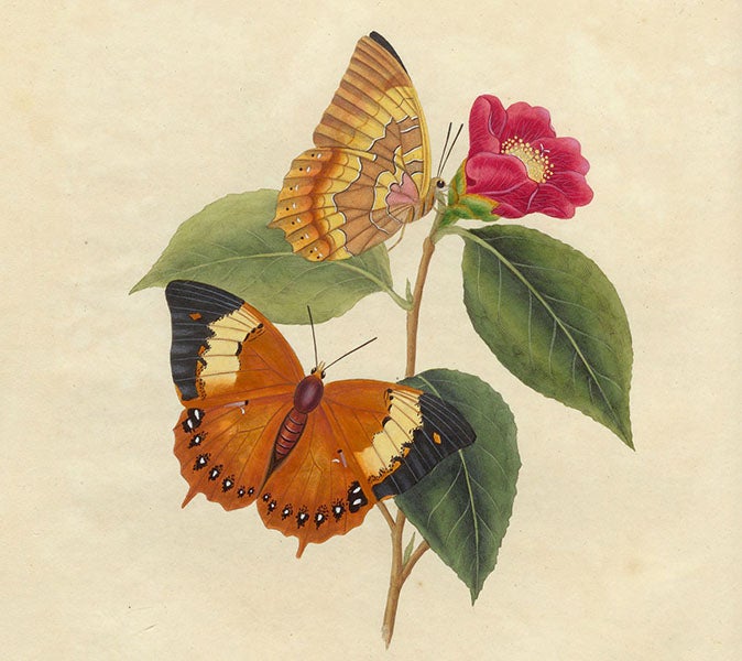 Papilio bernardus butterfly, shown on a Camelia japonica (Japanese rose), detail of hand-colored engraving in An Epitome of the Natural History of the Insects of China, by Edward Donovan, 1798 (Linda Hall Library