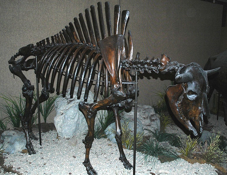 Bison antiquus skeleton found near Folsom, New Mexico, by Joseph Leidy, 70 years before the first projectile points were found at Folsom, now in the Carnegie Museum of Natural History, Pittsburgh  (Wikimedia commons)