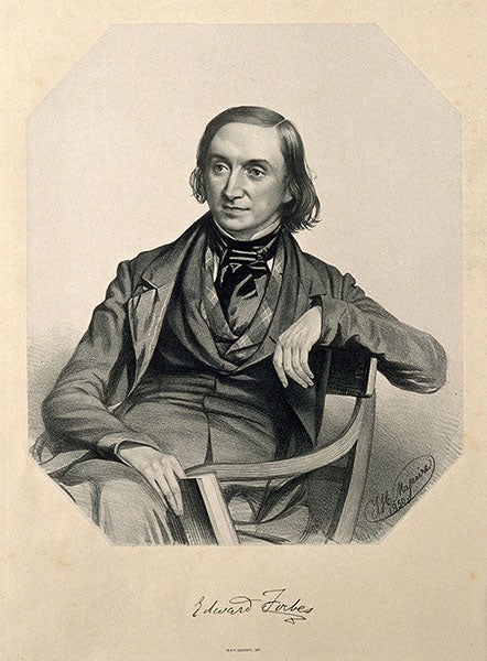 Portrait of Edward Forbes, lithograph by Thomas Macguire, 1850, Wellcome Collection, London (wellcomecollecion.og)          