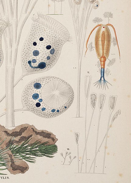 A copepod and part of a <i>Vorticella</i>, detail of second image (Linda Hall Library)