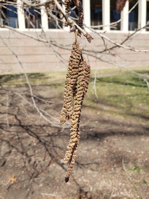 Filbert Tree Flower Turkish Filbert 10a-1-1 - The Linda Hall