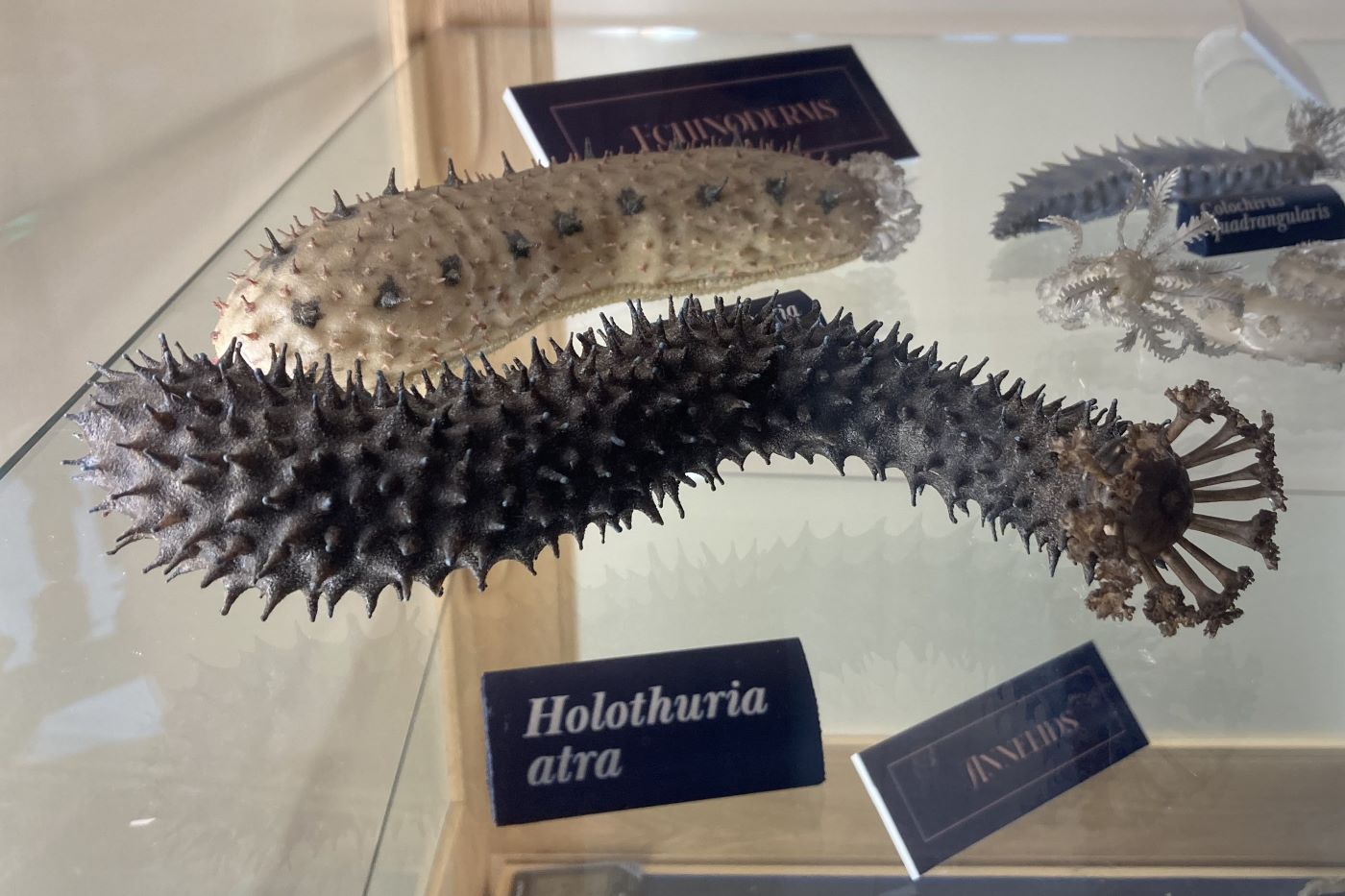 Holothuria atra, a sea cucumber, fashioned in glass by Leopold and Rudolf Blaschka, ca 1885, Museum of the Earth, Cornell University (photo by the author)