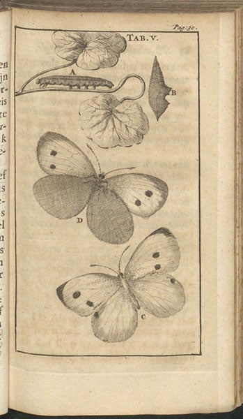 “Botter Kapelle,” a butterfly that resembles a cabbage butterfly, engraving in Schou-burg der rupsen, wormen, máden, en vliegende dierkens, Stephan Blankaart, plate 5, 1688 (Linda Hall Library)