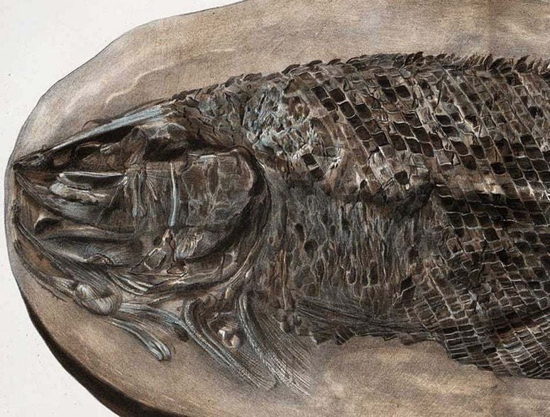 Lepidotus, a fossil fish, detail of hand-colored lithograph, Recherches sur les poissons fossils: Atlas, by Louis Agassiz, plate 31, vol. 2, 1833-43 (Linda Hall Library)
