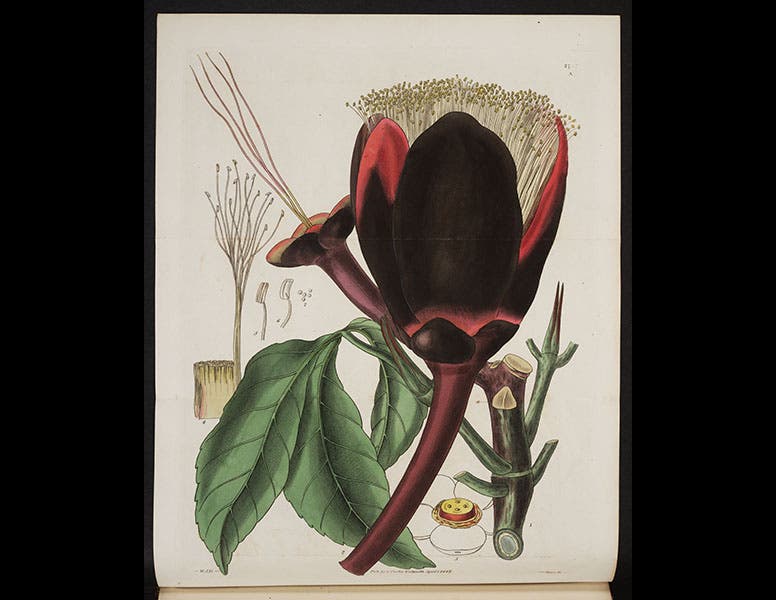 Samuel Curtis, Botanical Magazine. Or Flower Garden Displayed (1834)