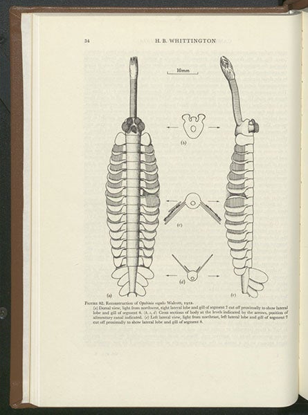Restoration of Opabinia, Harry Whittington, “The enigmatic animal Opabinia regalis…,” Philosophical Transactions of the Royal Society of London, ser. B, vol. 271, 1875 (Linda Hall Library)