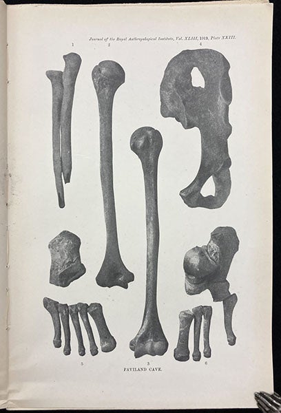 Bones of the left arm and hip of the Red Lady of Paviland, photograph in “Paviland Cave: An Aurignacian station in Wales,” by William J. Sollas, Journal of the Royal Anthropological Institute, vol. 43, plate 23, 1913 (Linda Hall Library)