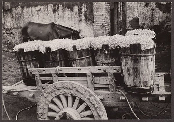 Tubs of mung bean sprouts, photographed by Frank Meyer (Arnold Arboretum