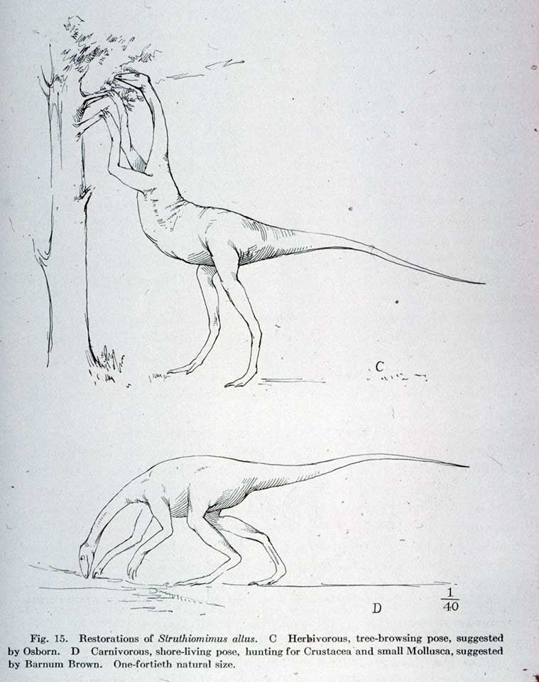 Restorations of Struthiomimus in tree-browsing and hunting positions. This work was on display in the original exhibition as item 35. Image source: Osborn, Henry Fairfield. "Skeletal adaptations of Ornitholestes, Struthiomimus, Tyrannosaurus," in: Bulletin of the American Museum of Natural History, vol. 35 (1916), p. 756.