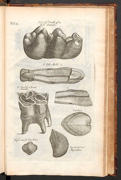 Mastodon tooth, fossil fish and shells, brachiopod, engraved plate, from Nehemiah Grew, Musaeum regalis societatis, 1681 (Linda Hall Library)