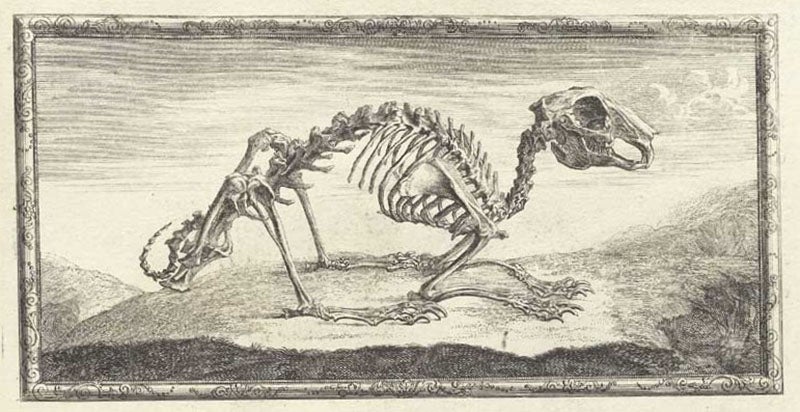 The skeleton of a rabbit, engraved headpiece to chapter 4, Osteographia, or the Anatomy of the Bones, by William Cheselden, 1733, National Library of Medicine (nlm.nih.gov)