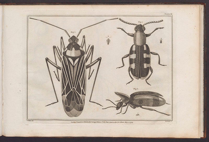 Three coleoptera, from George Adams, Jr., Essays on the Microscope, 1787 (Linda Hall Library)