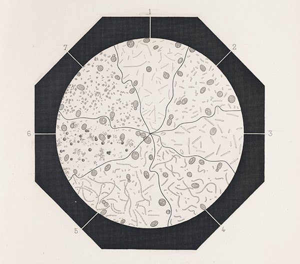 <i>Principaux ferments</i> that cause beer to go bad, Pasteur, <i> Études sur la bière</i>, 1876 (Linda Hall Library)