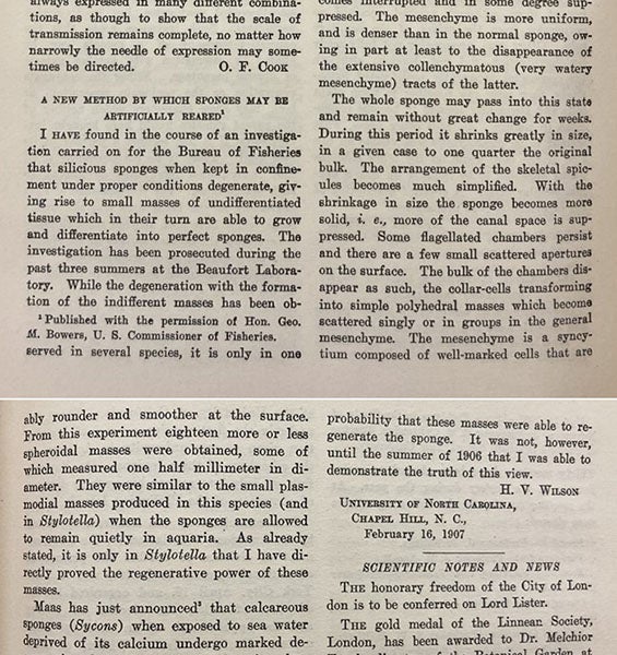 Beginning and end of four-page paper by Henry Van Peters Wilson, “A new method by which sponges may be artificially reared, Science, vol 25, 1907 (Linda Hall Library)