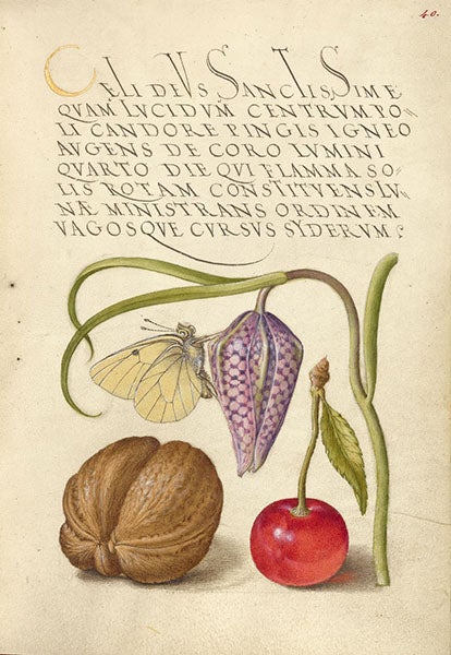Butterfly, snakeshead, English walnut, and sweet cherry; illumination by Joris Hoefnagel, Mira calligraphiae monumenta, calligraphy by Georg Bockskay ca 1562, illuminations ca 1591-95, J. Paul Getty Museum (getty.edu)