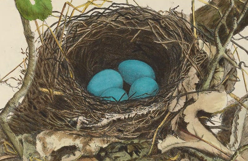 Detail of first image, showing the lithographic technique and hand-coloring (Smithsonian Institution Libraries via Biodiversity Heritage Library and Wikimedia commons)