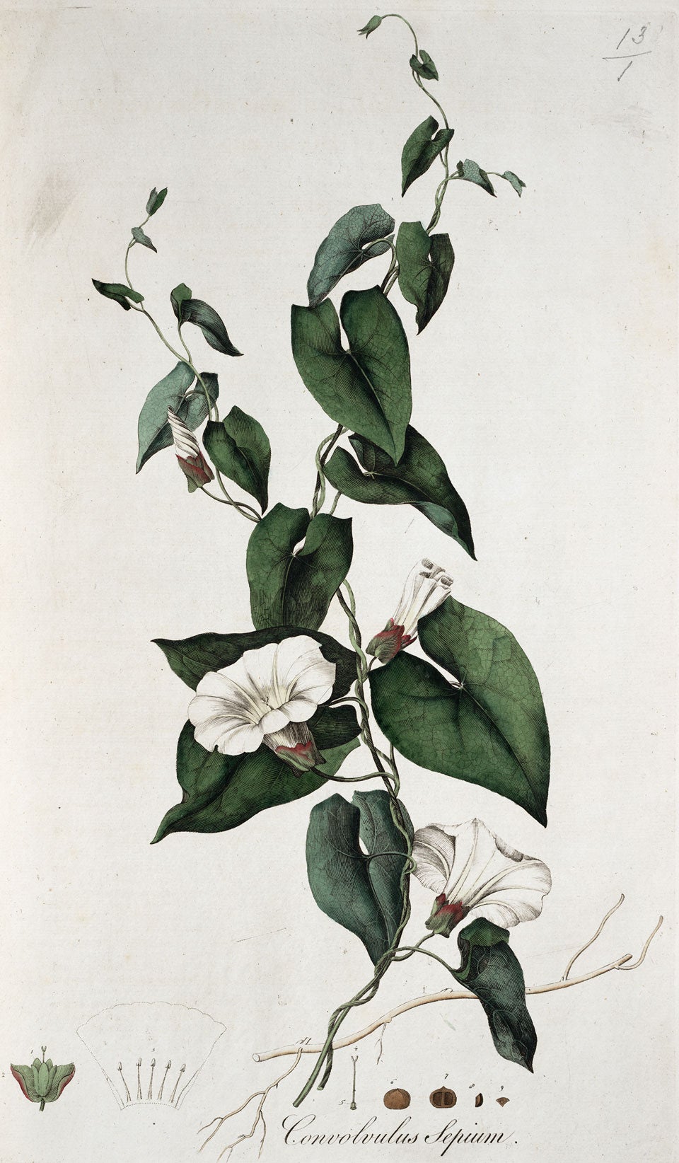 Great Bindweed. Image source: Curtis, William. Flora Londinensis. Vol. 1, London: Printed for and sold by the author ... and B. White ..., 1777, pl. 13.