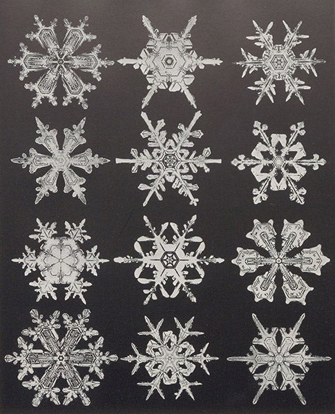 Elaborate snow crystals, photomicrographs, plate 147, cropped to plate margins, Snow Crystals, by Wilson A. Bentley and William J. Humphreys, 1931; our first image was enlarged from this plate (Linda Hall Library)