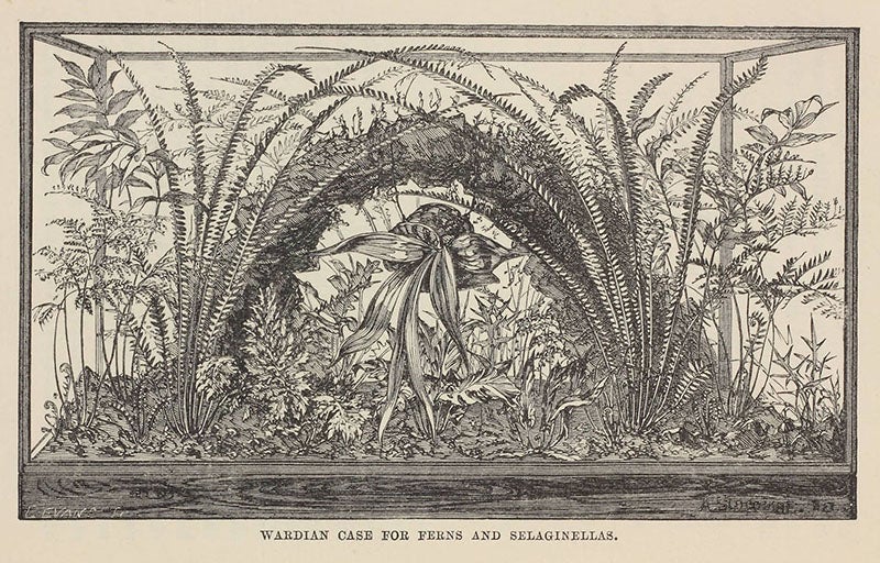 A Wardian case filled with ferns and spikemosses, from J. R. Mollison, <i>The New Practical Window Gardener</i>, 1877 (Linda Hall Library)