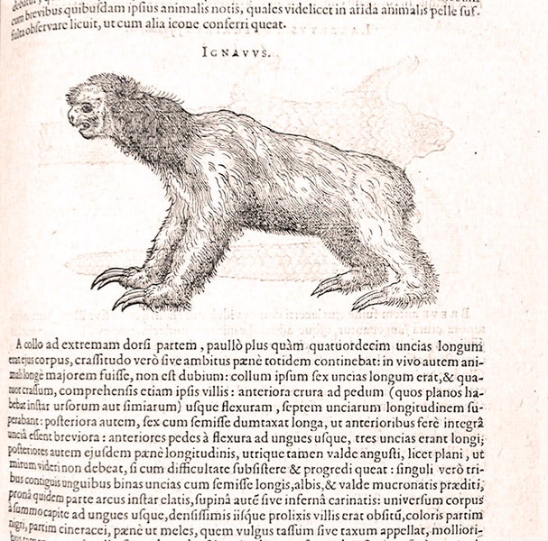 Second sloth specimen, from Brazil, woodcut, Exoticorum libri decem, by Carolus Clusius, p. 377, 1605 (Linda Hall Library)