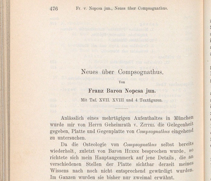 First paragraph of "Neues ueber Compsognathus," article by Franz Nopcsa, Neues Jahrbuch fur Mineralogie, Geologie und Palaeontologie, vol. 16, 1903 (Linda Hall Library)