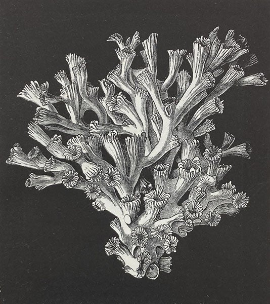 Lophohelia prolifera, a deep-sea sponge, wood engraving, in The Depths of the Sea, by Charles Wyville Thomson, p. 169, 1873 (Linda Hall Library)
