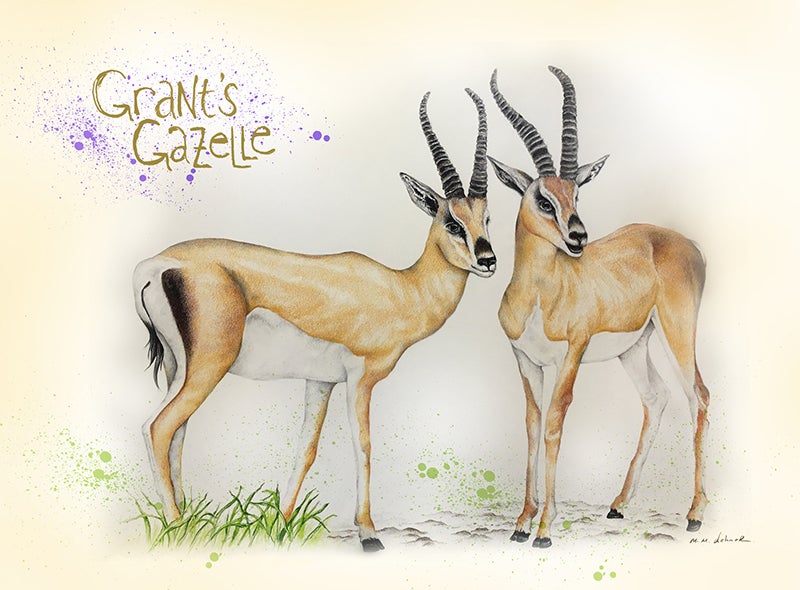 Grant’s gazelle, Melissa Dehner, 2019