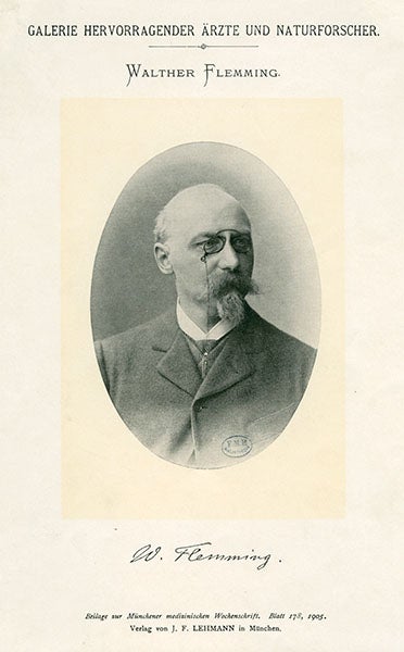 Portrait of Walther Flemming, photograph, undated but ca 1900, Bibliothèque interuniversitaire de santé, France (Wikimedia commons)