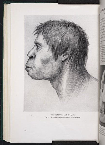 “Piltdown Man in Life,” restoration by James Howard McGregor, in article by William King Gregory, <i>American Museum Journal</i>, vol. 14, 1914 (Linda Hall Library)