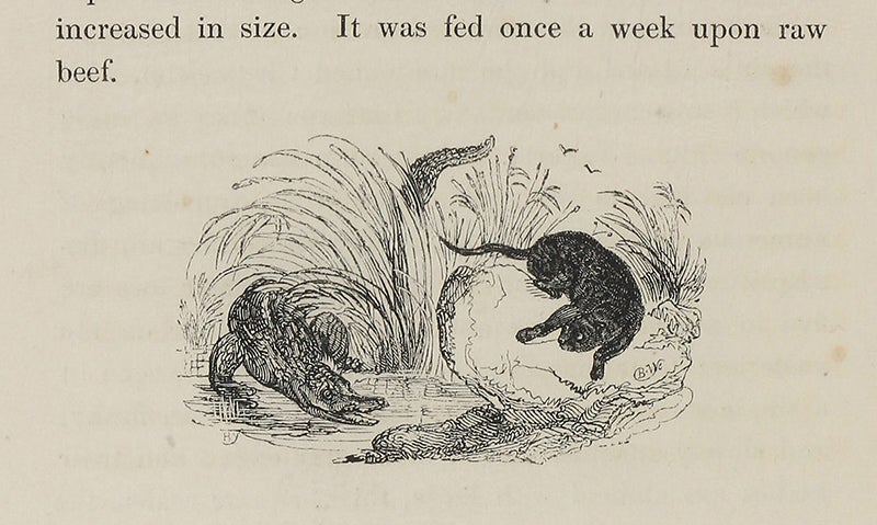 Alligator and jaguar, wood-engraved tailpiece by William Harvey, in Edward Bennett, The Tower Menagerie, 1829 (Linda Hall Library)