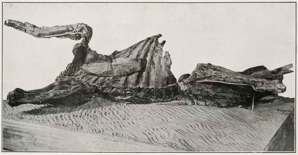 Trachodon mummy. This work was on display in the original exhibition as item 28. Image source: Sternberg, Charles H. Hunting Dinosaurs in the Bad Lands of the Red Deer River, Alberta, Canada. Lawrence, Kansas: Published by Charles H. Sternberg, 1917, fig. 1.