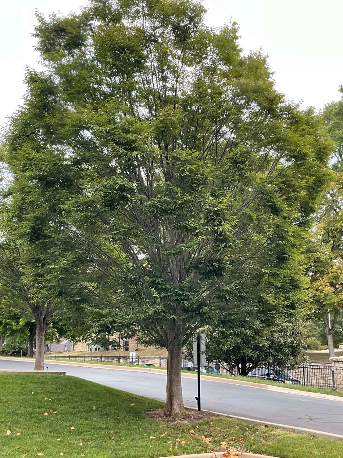 left botanical ☆ ハナガラ鉢 Zelkova serrata 'Green Vase' [sold as Green Vase®] – Purdue