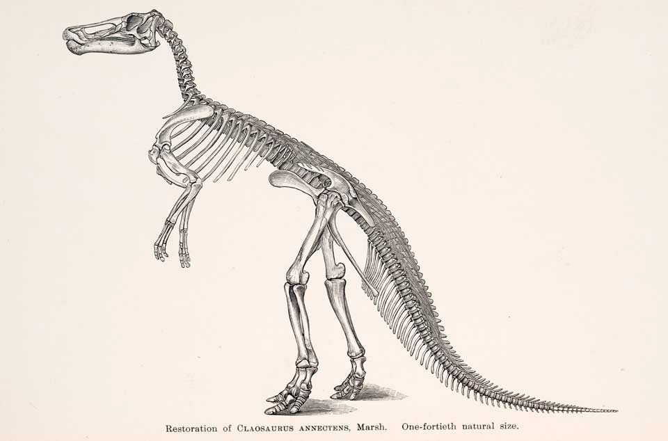 Restoration of Claosaurus. This work is part of our History of Science Collection, but it was NOT included in the original exhibition. Image source: Marsh, Othniel C. "Restorations of Claosaurus and Ceratosaurus," in: American Journal of Science, series 3, vol. 44 (1892), pl. 6.