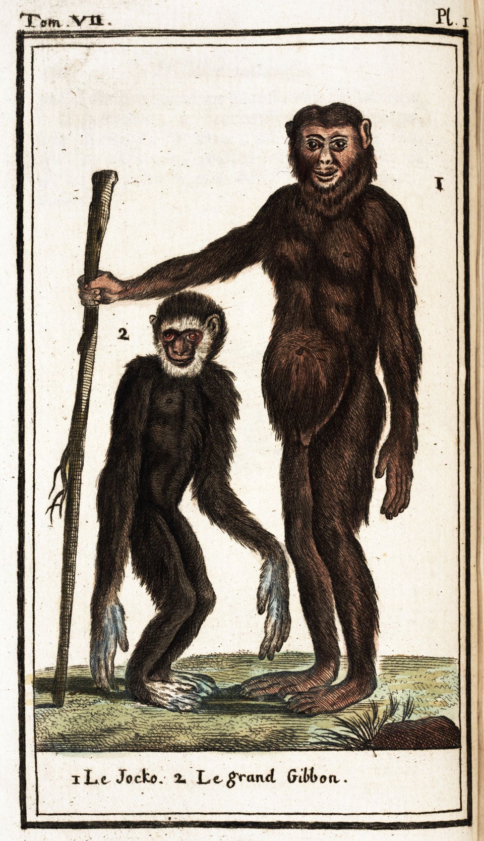 Jocko and the Grand Gibbon. Image source: Buffon, Georges Louis Leclerc. Histoire naturelle, générale et particuliere. Pt. 2: Quadrupeds, vol. 7, Deux-Ponts: Sanson, 1785, pl. 1.