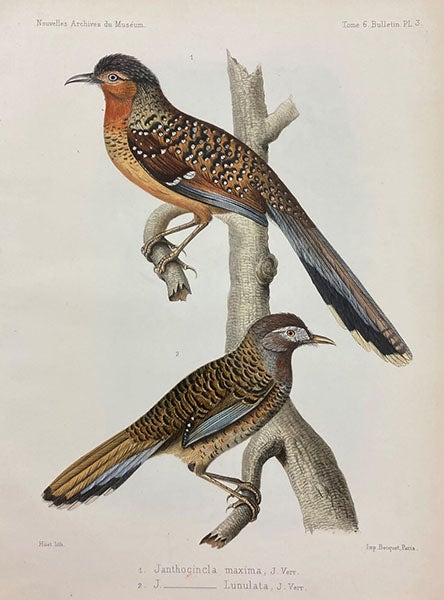 Ianthocincla lunulata and I. maxima, two barred laughingthrushes, found by Père Armand David in Chinese Tibet, described and named by Jules Verreaux, lithograph after drawing by Josephe Hüet, in Bulletin des nouvelles archives du Muséum, vol. 6, 1870 (Linda Hall Library)