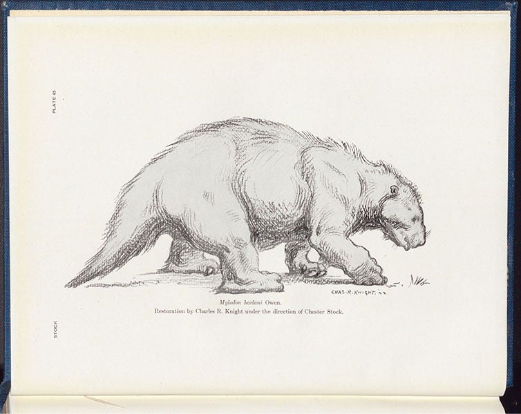 Life restoration of Mylodon harlani (now Paramylodon harlani), charcoal drawing by Charles Knight, in Cenozoic Gravigrade Edentates of Western North America, by Chester Stock, plate 45 at end, 1925 (Linda Hall Library)