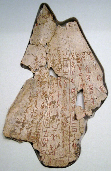 Ox scapula oracle bone with inscribed characters, late Shang dynasty, ca 1200 BCE (Wikimedia commons)