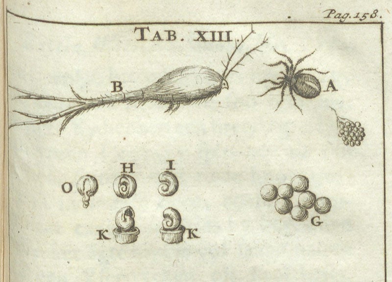 A copepod, fig. B, genera Cyclops, detail of seventh image, engraving in Schou-burg der rupsen, wormen, máden, en vliegende dierkens, Stephan Blankaart, plate 13, 1688 (Linda Hall Library)