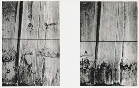 Photographs of two fired bullets, one from a crime scene, the other from a test firing. A comparison microscope enables an investigator to match striations in bullets. Image source: Burrard, Gerald. The Identification of Firearms and Forensic Ballistics. Herbert Jenkins, 1951. View Source