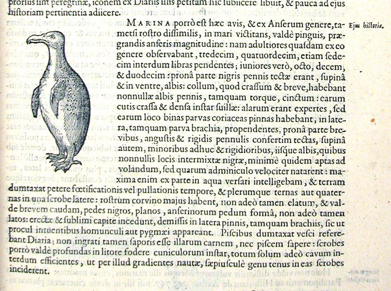 Penguin, from southern hemisphere, woodcut, Exoticorum libri decem, by Carolus Clusius, p. 101, 1605 (Linda Hall Library)