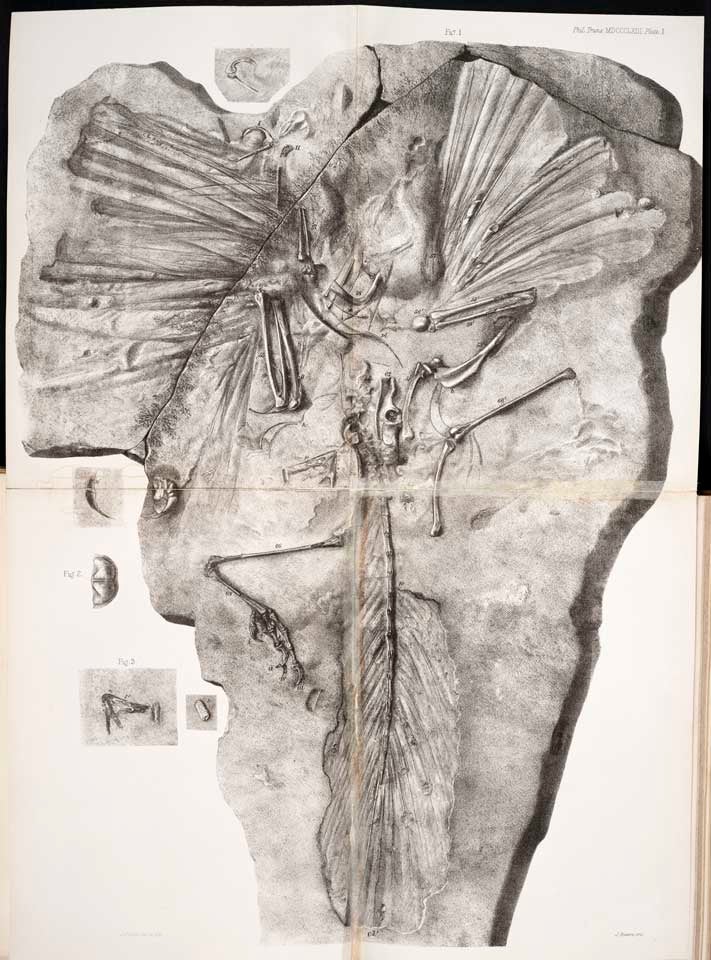First fossil of Archaeopteryx lithographica. This work was on display in the original exhibition as item 14. Image source: Owen, Richard. "On the Archeopteryx of von Meyer, with a decription of the Fossil Remains of a Long-tailed species, from the Lithographic Stone of Solenhofen," in: Philosophical Transactions of the Royal Society of London, vol. 153 (1863), pl. 1.